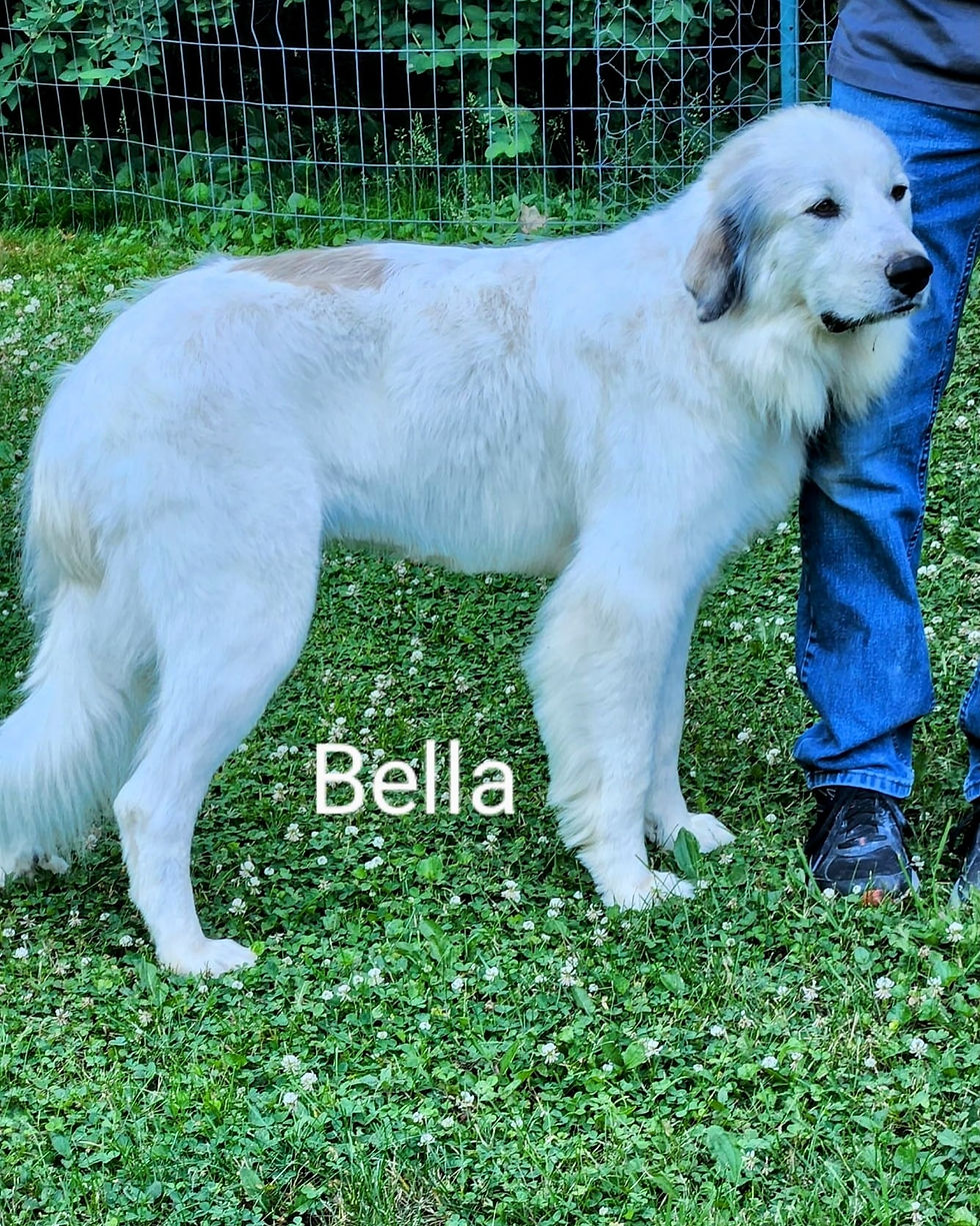 BellaWAAGR2
