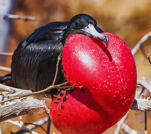 Great Frigatebird