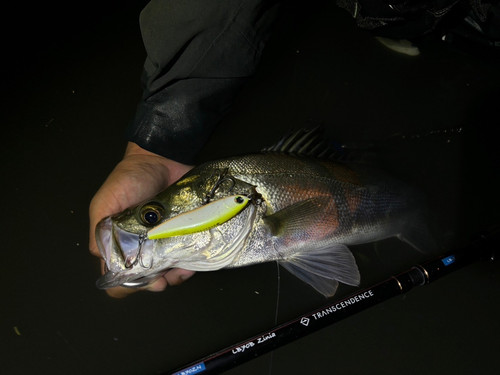 LateBloomings56 Zinia | TRANSCENDENCE