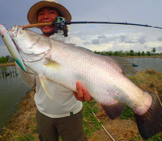 Barramundi | TRANSCENDENCE