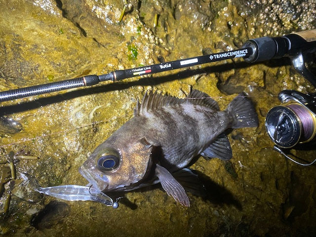 サムネイル： Eguita 3inc｜イギータ3インチ