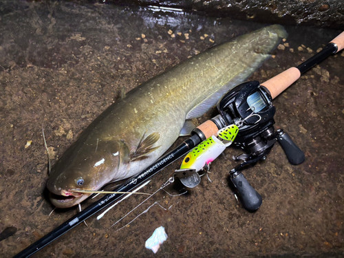 LateBloomings56 Zinia | TRANSCENDENCE