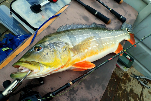 LateBloomings56 Zinia | TRANSCENDENCE