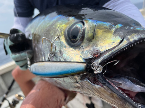 Ghibli80S｜ギブリ80S | TRANSCENDENCE