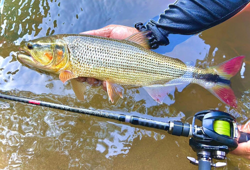 LateBloomings56 Zinia | TRANSCENDENCE