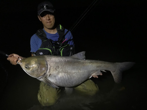 旧型レイトブルーミングス510B+