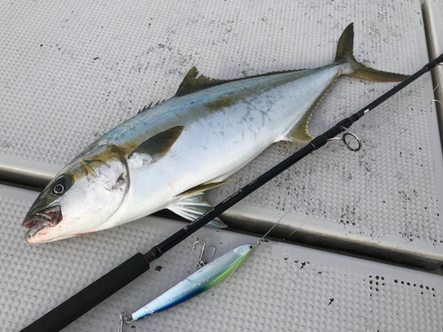Tanguera／タンゲーラ トラセンオリカラ 【毎週火曜配送】 | TRANSCENDENCE