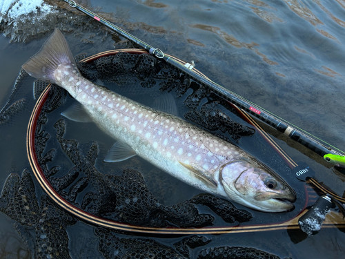 LateBloomings56 Zinia | TRANSCENDENCE