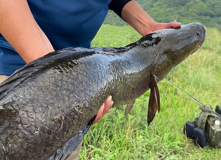 Trapa77B+ | TRANSCENDENCE