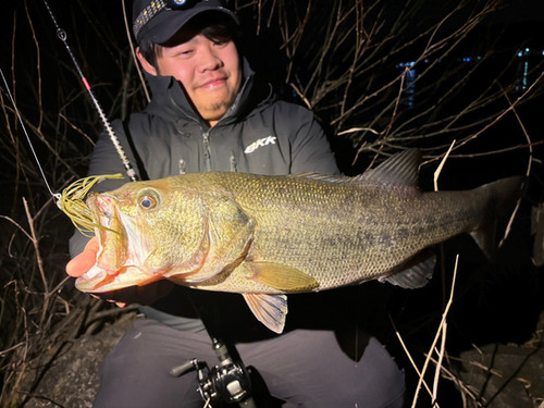 LateBloomings56 Zinia | TRANSCENDENCE