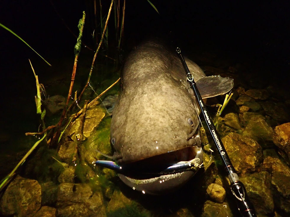 サムネイル： LateBloomings510＋｜レイトブルーミングス510＋