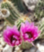 Cactus Flowers