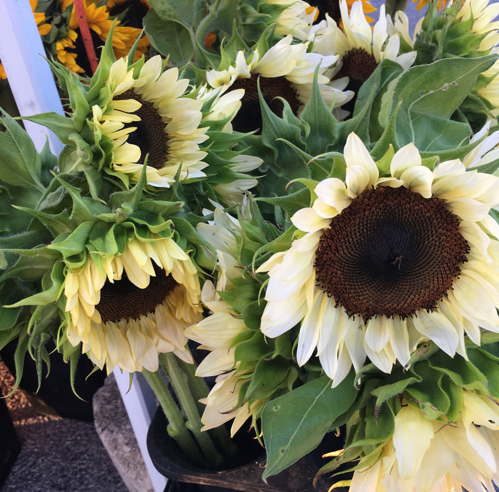 Sunflowers Rich in History and Beauty
