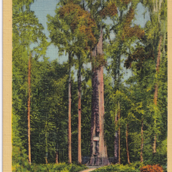 Postcard Depicting The Cypress Methuselah