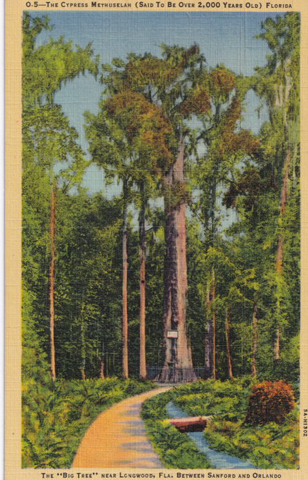 Postcard Depicting The Cypress Methuselah