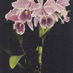 Orchids, Mead Botanical Garden, Orlando-Winter Park, Fla.