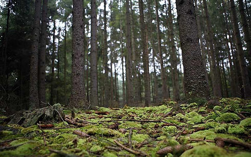bosque_81_orig.jpg