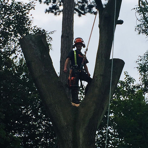 tree surgeon completing crown lifting