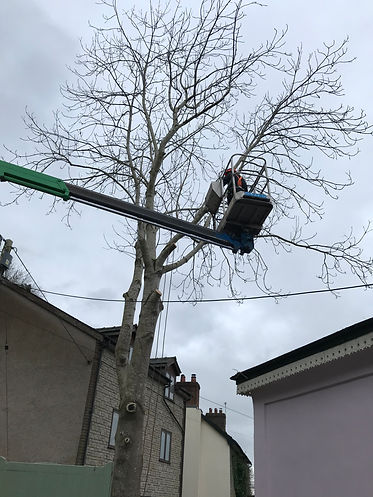 crown thinning