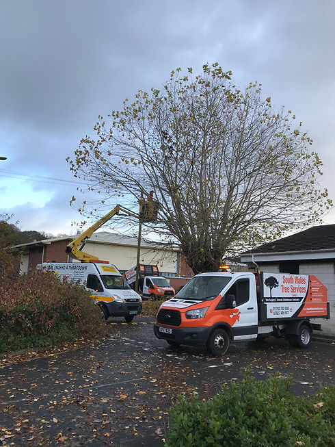 South Wales Tree Services vehicles on a job