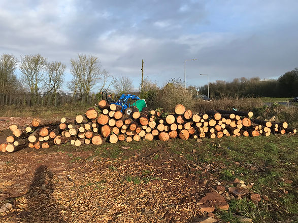 logs stacked in a field