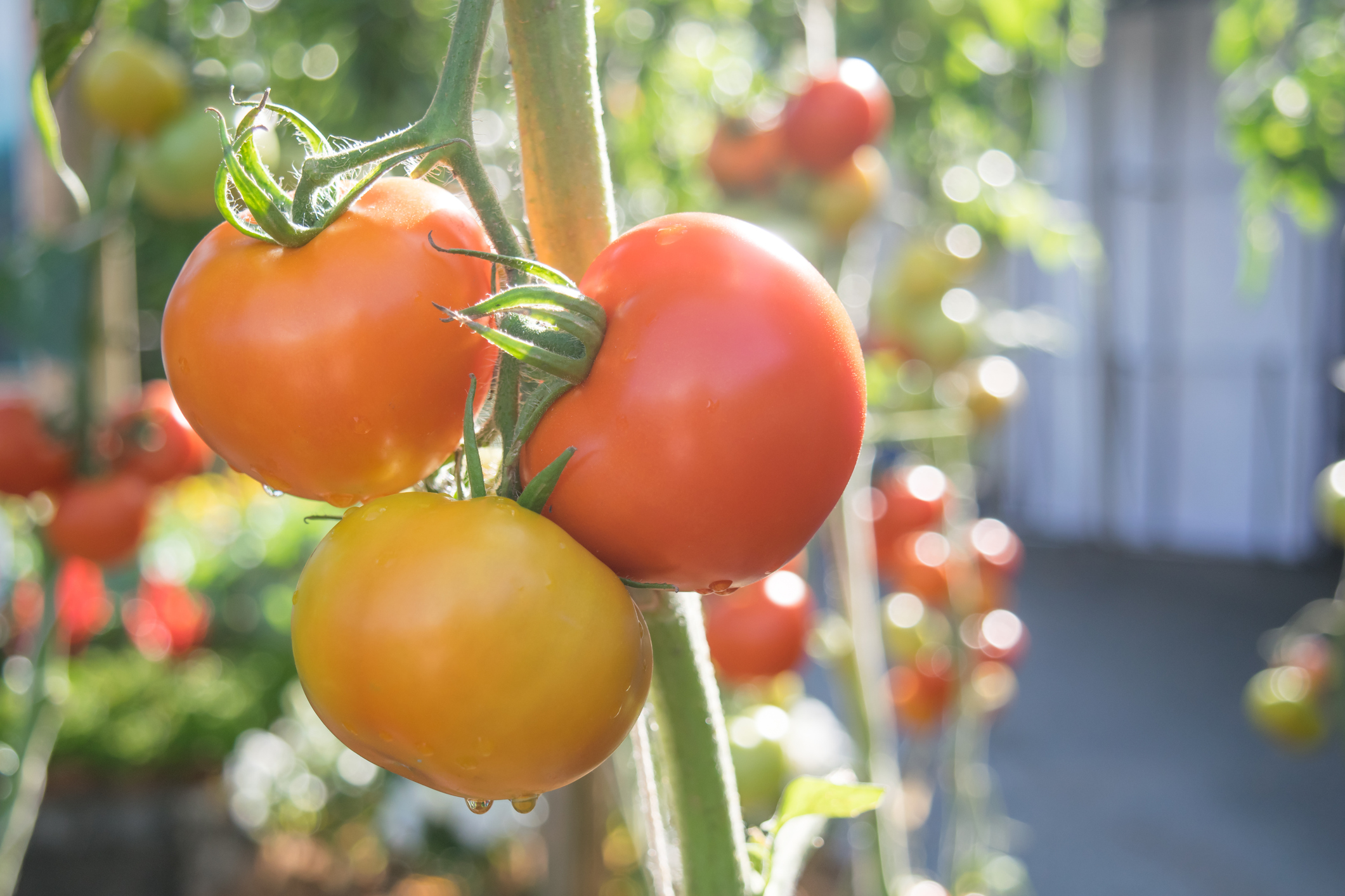Growing Sustainably