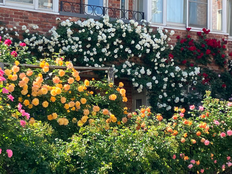 バラの花を拝見<(_ _)>