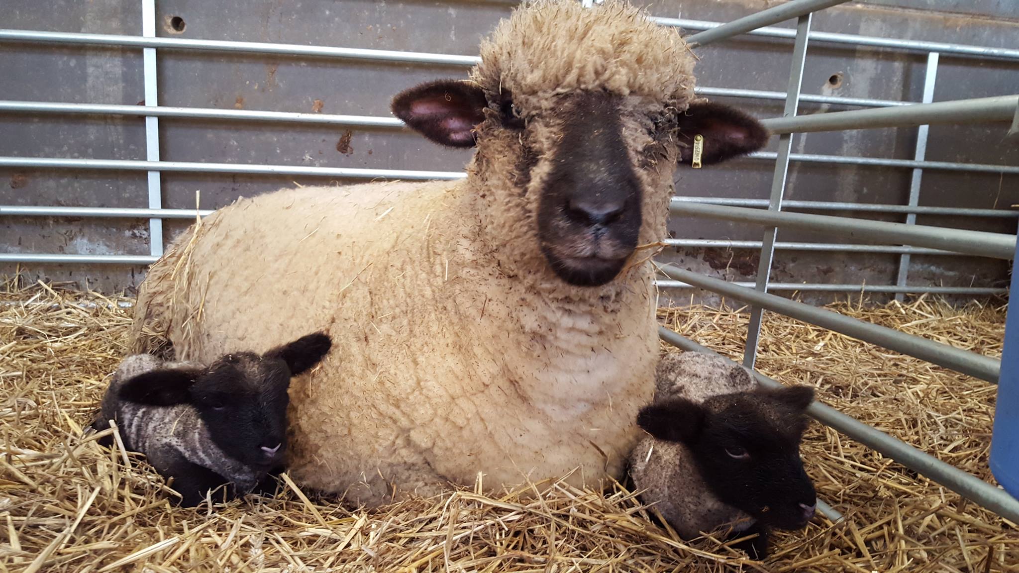 Gallery Oxford Down Sheep Oxford Down Sheep Breeders Association