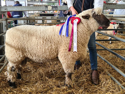 Full report from Melton Mowbray