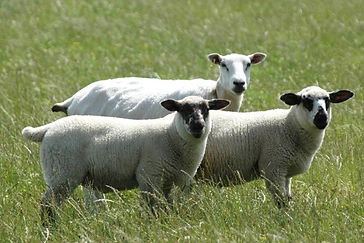 Lleyn ewe with Oxford Sired lambs
