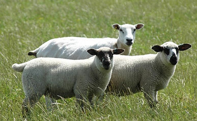 Lleyn ewe with Oxford Sired lambs