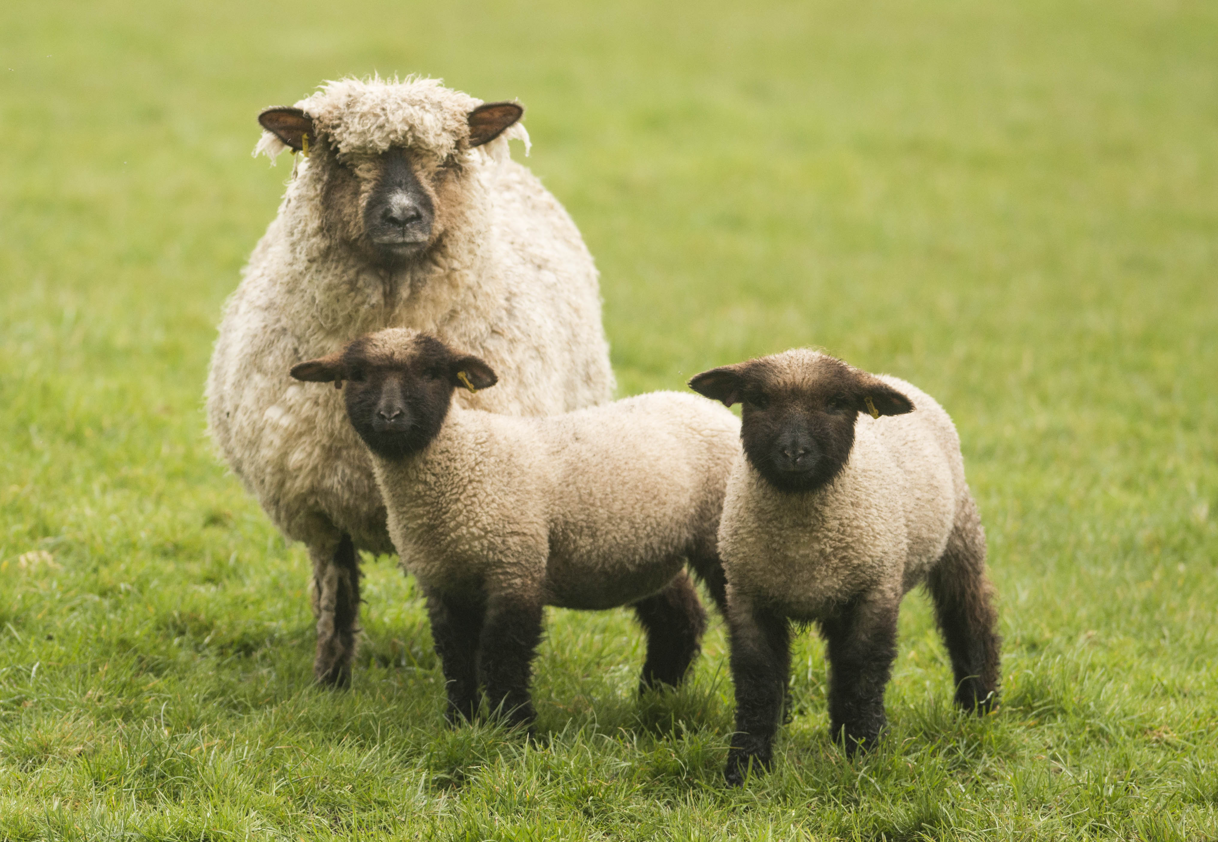 Gallery Oxford Down Sheep Oxford Down Sheep Breeders Association