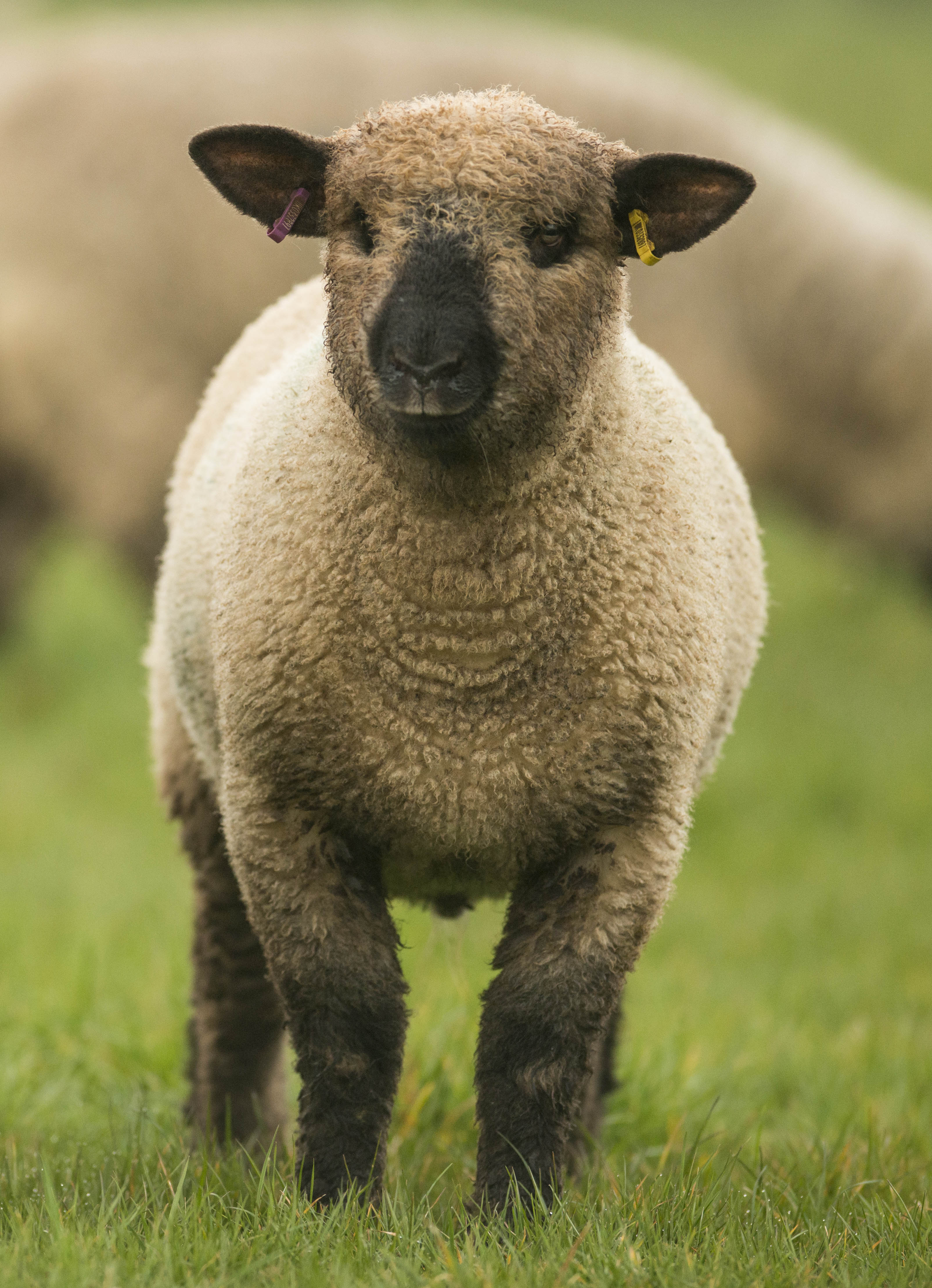 Gallery Oxford Down Sheep Oxford Down Sheep Breeders Association