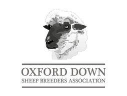 Oxford gimmers to £250 at Carlisle