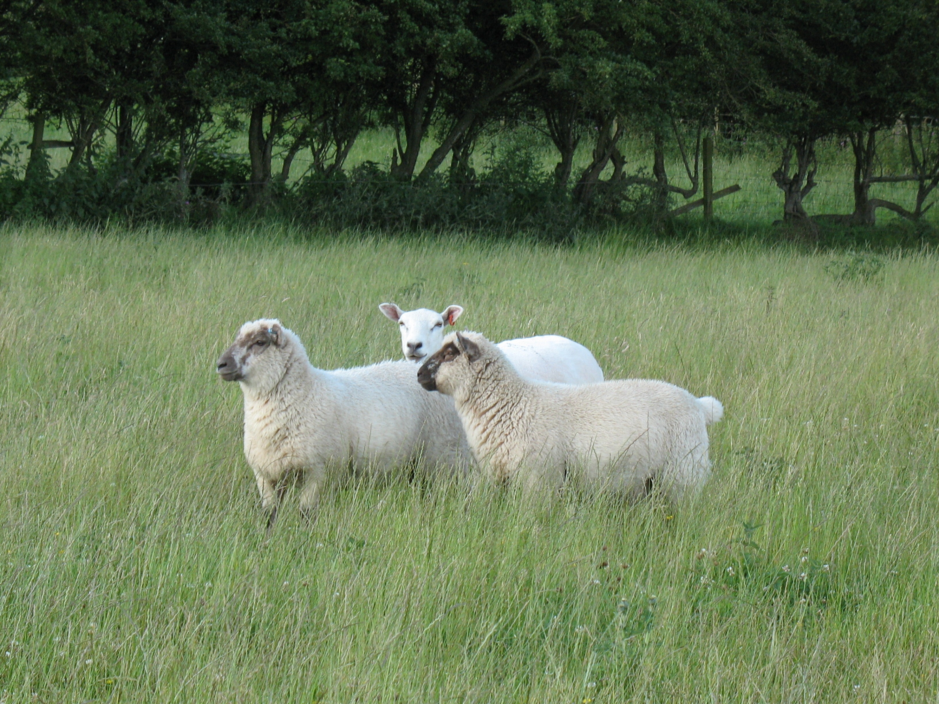 Gallery Oxford Down Sheep Oxford Down Sheep Breeders Association