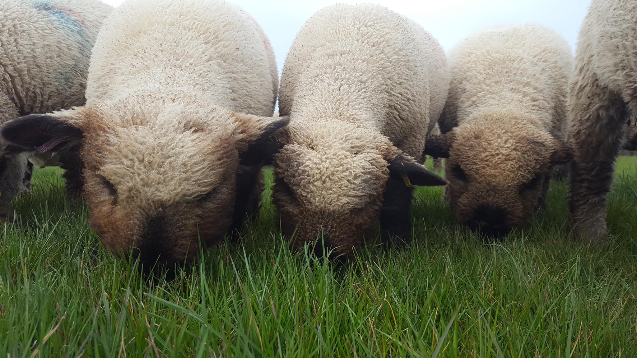 Gallery Oxford Down Sheep Oxford Down Sheep Breeders Association