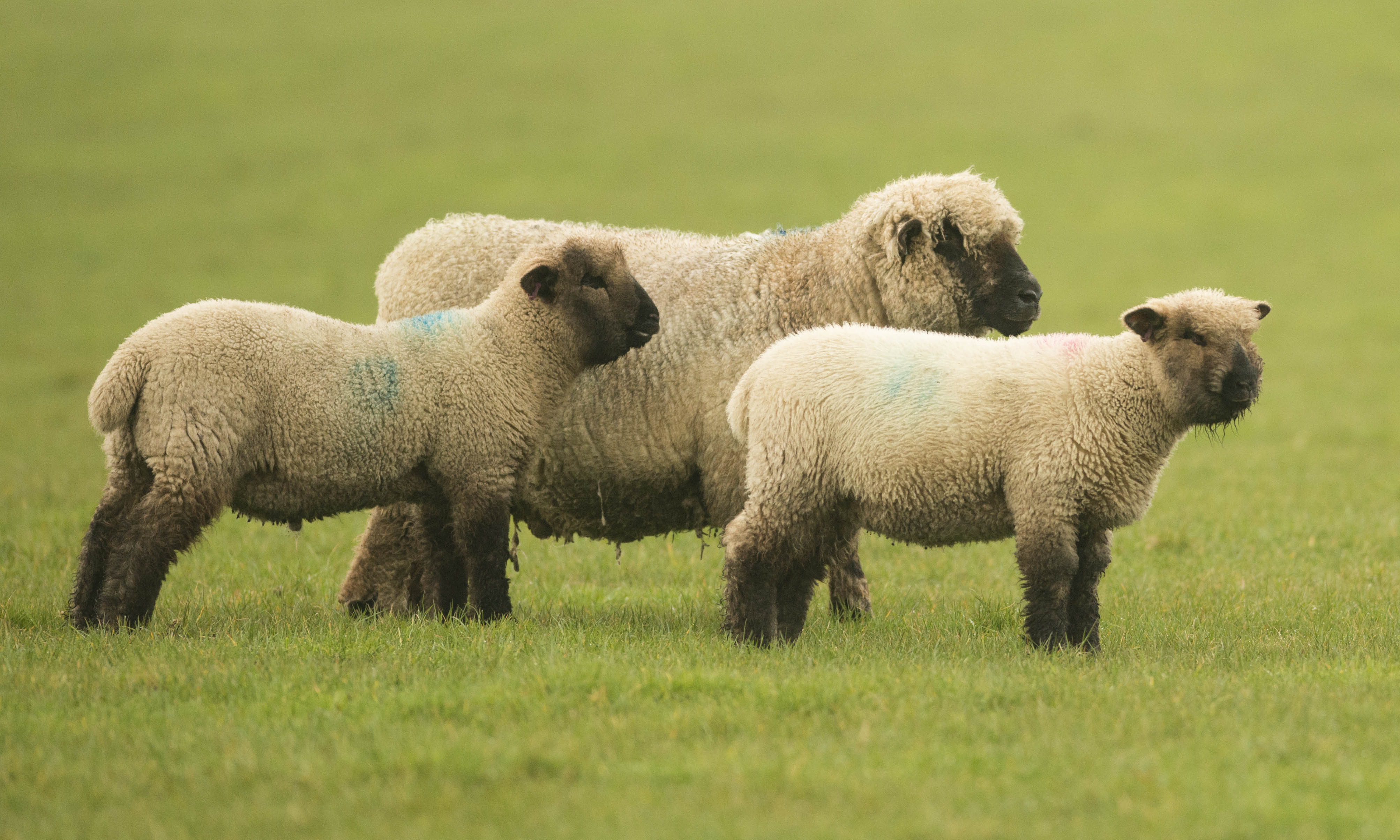 Gallery Oxford Down Sheep Oxford Down Sheep Breeders Association