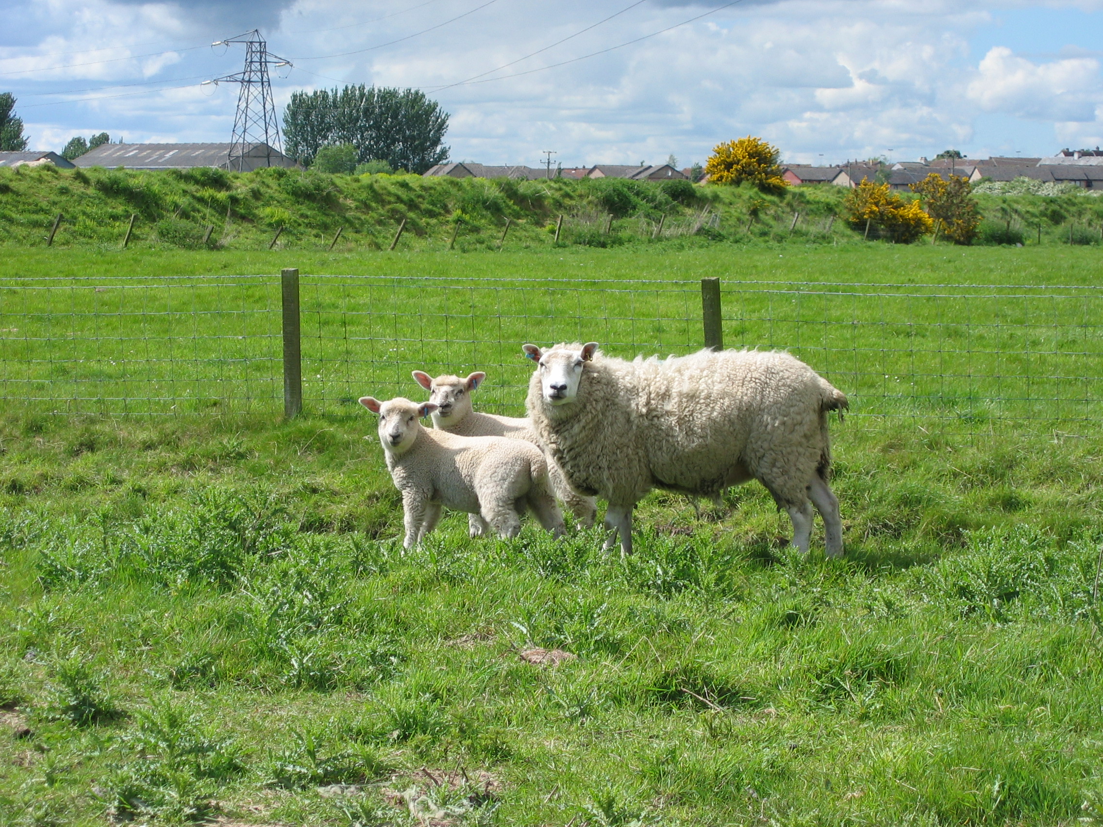 Gallery Oxford Down Sheep Oxford Down Sheep Breeders Association