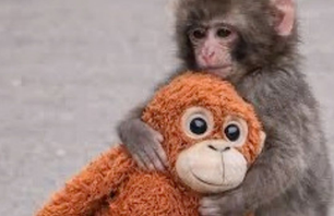 Punch the Monkey carrying a small stuffed orangutan for comfort