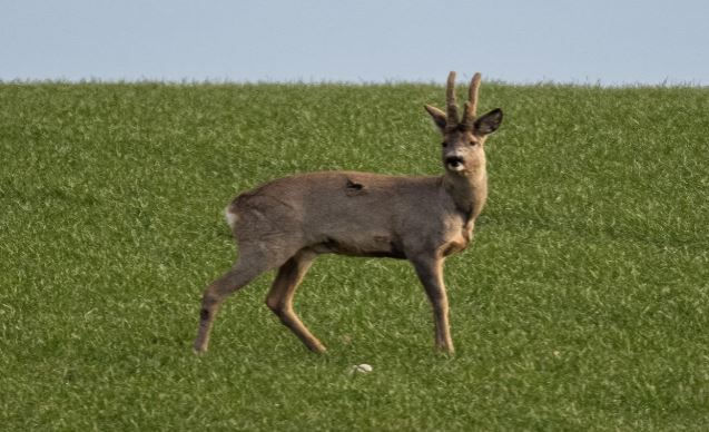 A Return to Roe-ing in Sweden - Larry Weishuhn