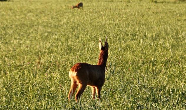 Roe-ing Europe - Larry Weishuhn