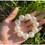 Thumbnail: Korean style new pearl hair ties, hair elastic bands