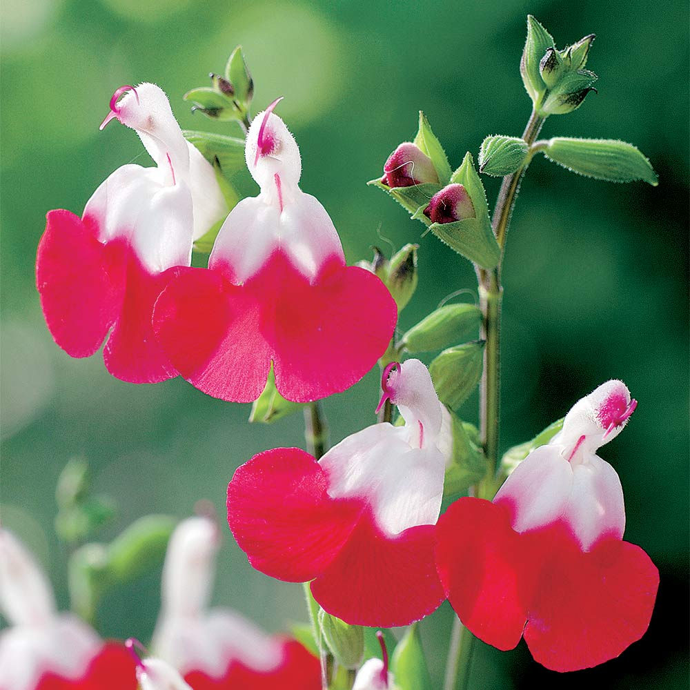 Salvia Hot lips