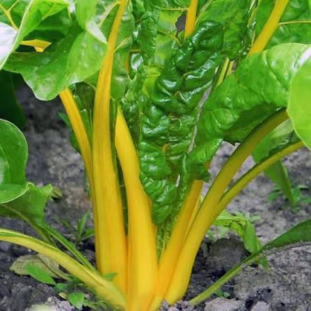 Swiss chard Yellow
