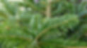nordmanntanne110_v-contentgross.jpg