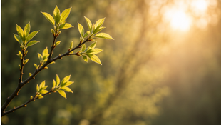 new leaves symbolizing signs of recovery from narcissistic abuse