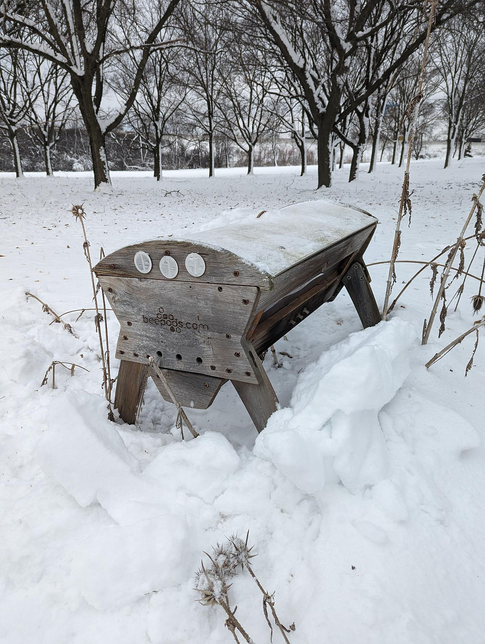 honey bee coffin