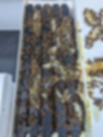 honey bee nuc