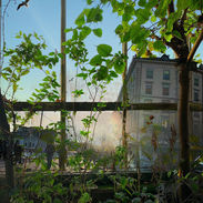 6jungle urbaine .jpeg