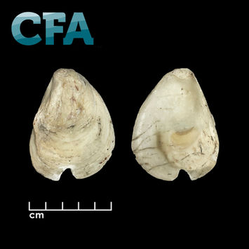 The inside and outside of one half of an oyster shell is shown on a black background, with the CFA company logo above and a size scale below. The shell is a yellowy white and features a V-shaped notch removed from the bottom.